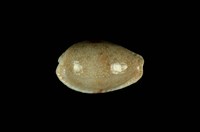 藏品(腰斑寶螺)的圖片